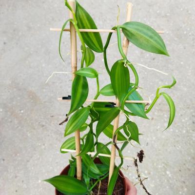 Orchid Vanilla planifolia variegata