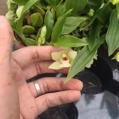 Orchidée Promenaea silvana (Ø6cm)