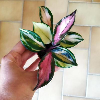 Hoya carnosa 'Tricolor' mini (6cm)