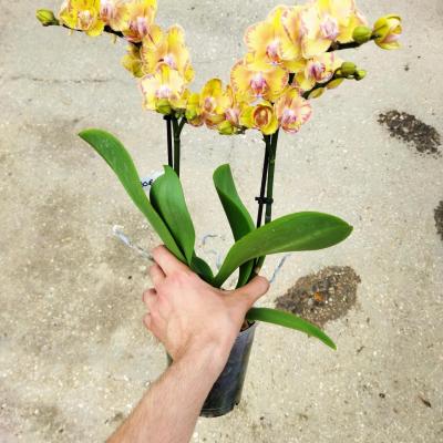 Orquídea Phalaenopsis LIMPOPO 2 ramas