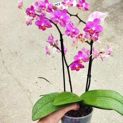 Phalaenopsis parfumée COULEUR SURPRISE (Ø12cm)