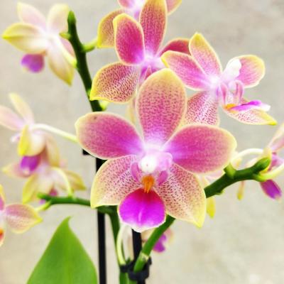 3 orchids offer, all open flowers