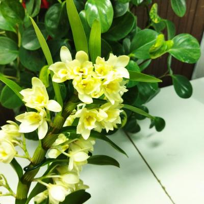 Orchidée Dendrobium Nobile blanc-crème odorant