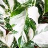 Monstera variegata variegated panache monstera mania philodendron plante rare blanche full white exotique paris france pays bas belgique 108 scaled