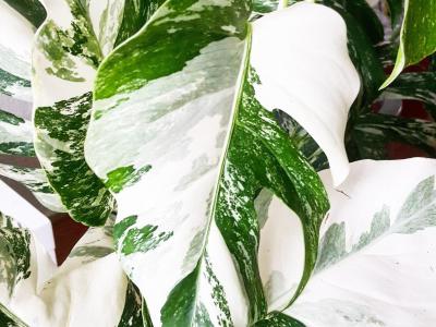 Monstera variegata variegated panache monstera mania philodendron plante rare blanche full white exotique paris france pays bas belgique 108 scaled
