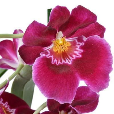 Orchid Miltonia red