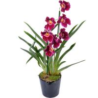 Orchidee miltonia red tide 550x550 28196