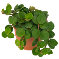 Peperomia tetraphylla hope removebg preview 1