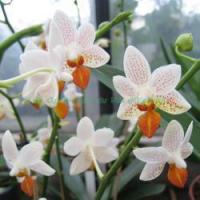 Phalaenopsis mini mark 1 0