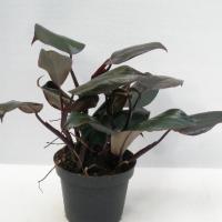 Philodendron erubescens new red 1