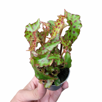 Begonia Amphioxos mini (Ø5.5cm)