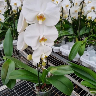 Orquídea Phalaenopsis 1 rama blanca Cascade