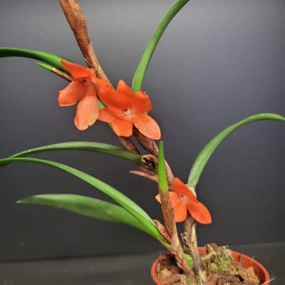 Ceratostylis retisquama (6cm)