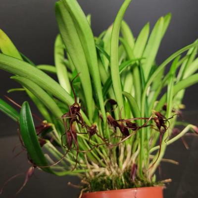 Masdevallia herradurae (6cm)